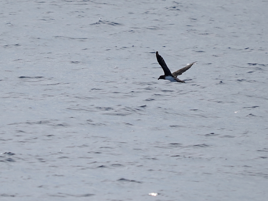 Tahiti Petrel