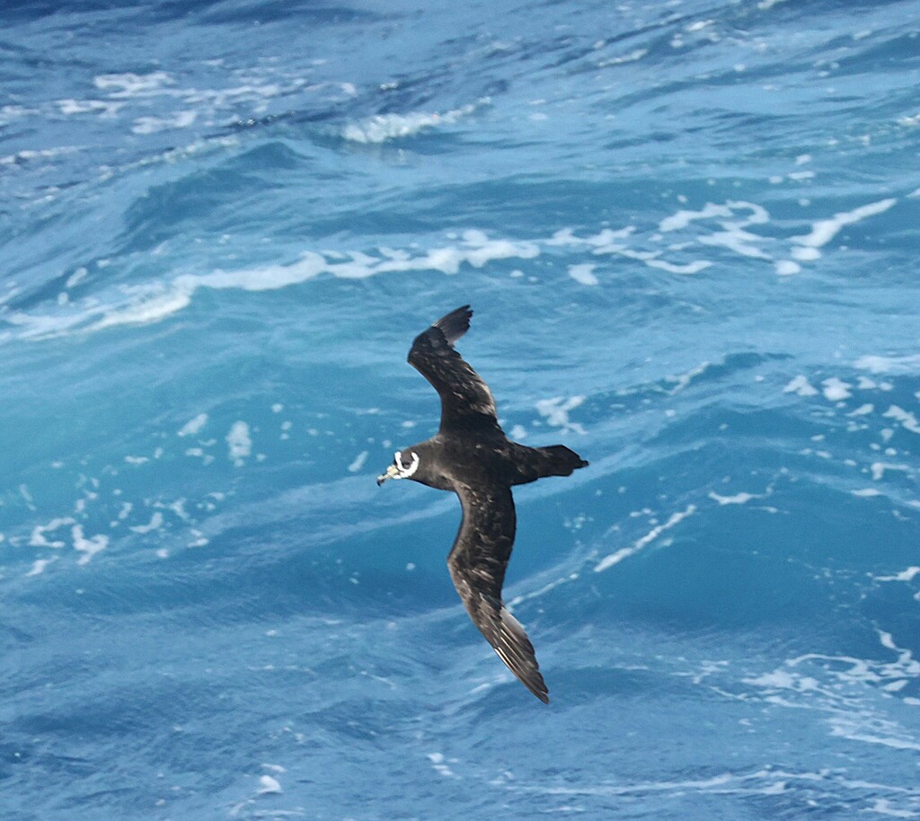 Spectacled Petrel