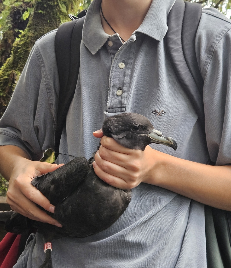 Black Petrel