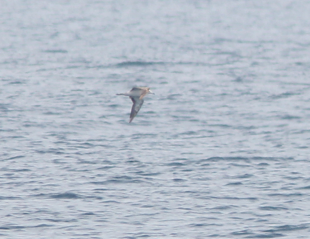 Streaked Shearwater