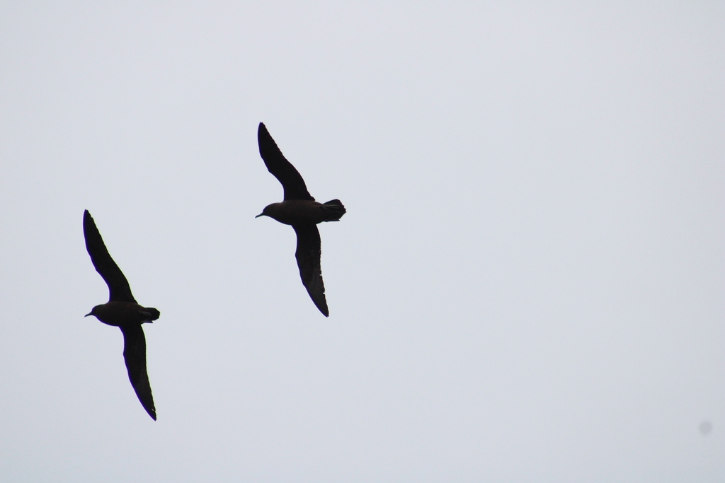 Christmas Shearwater