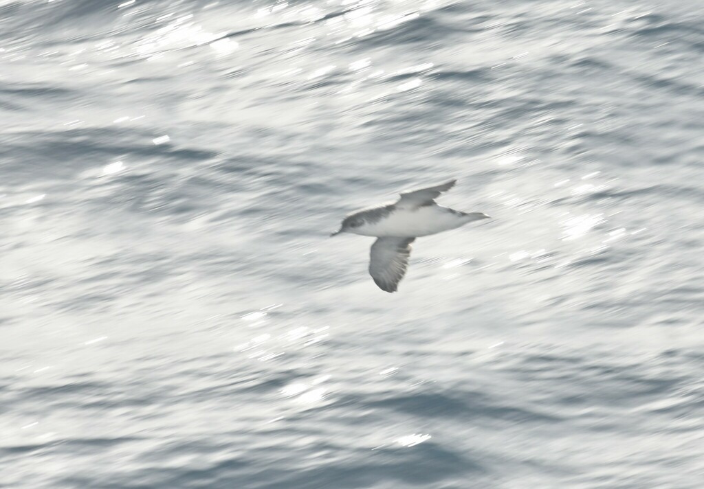 Subantarctic Shearwater