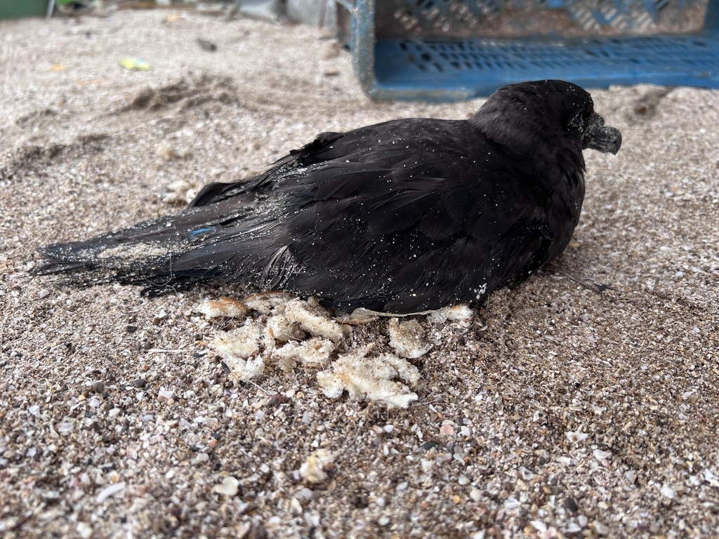 Jouanin’s Petrel