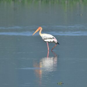 Painted Stork