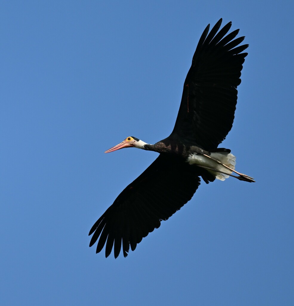 Storm’s Stork