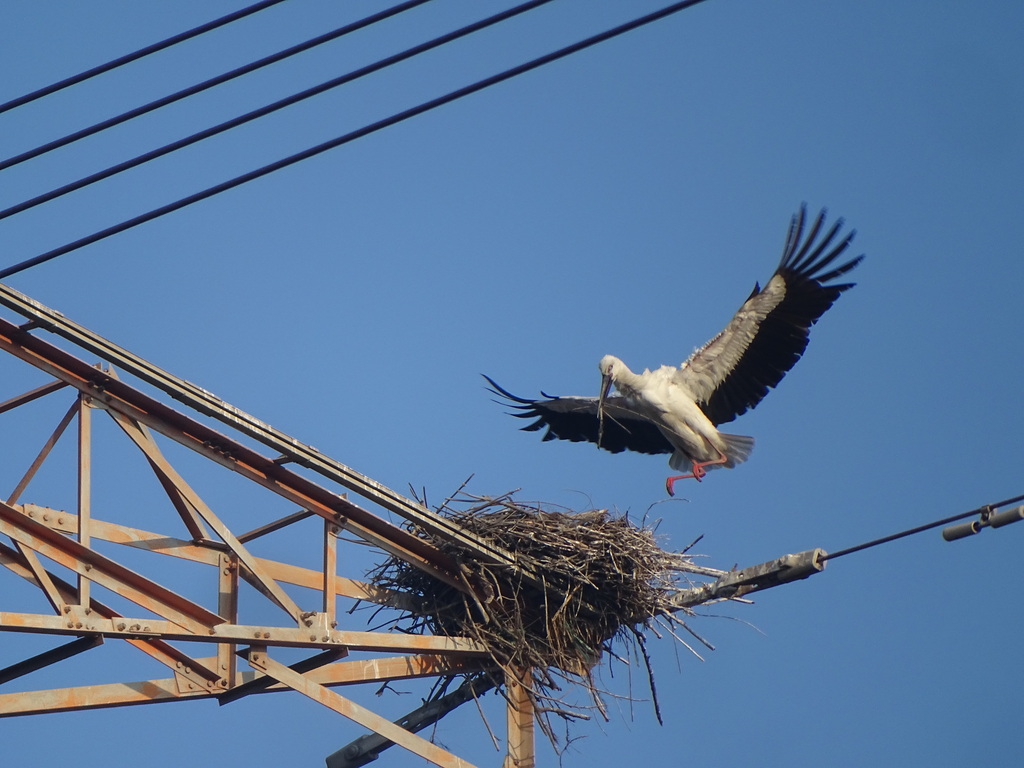 Oriental Stork