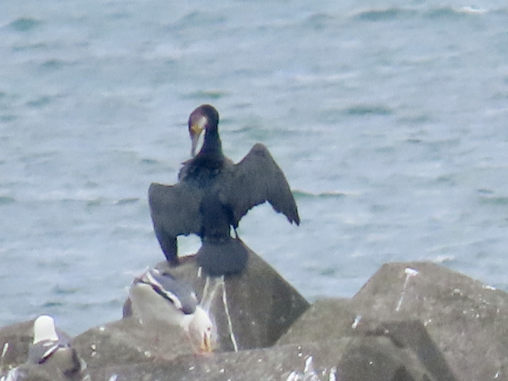 Cormorán japonés