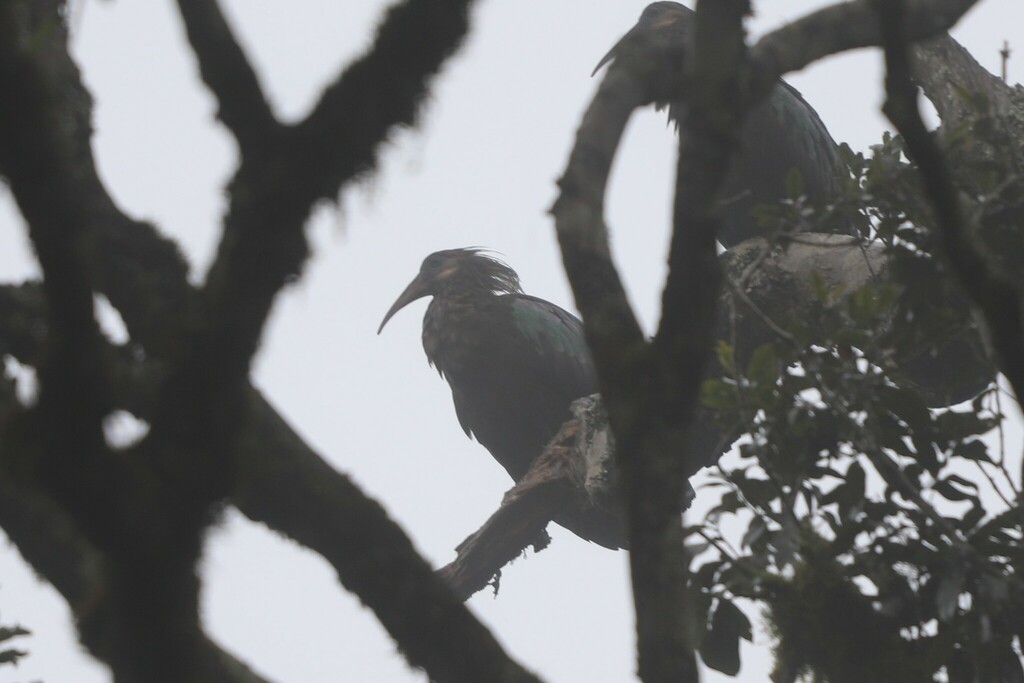 Olive Ibis