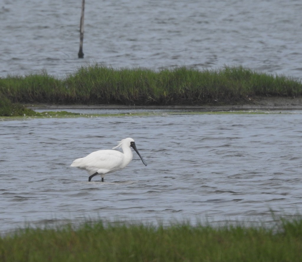 Black-faced Spoonbill