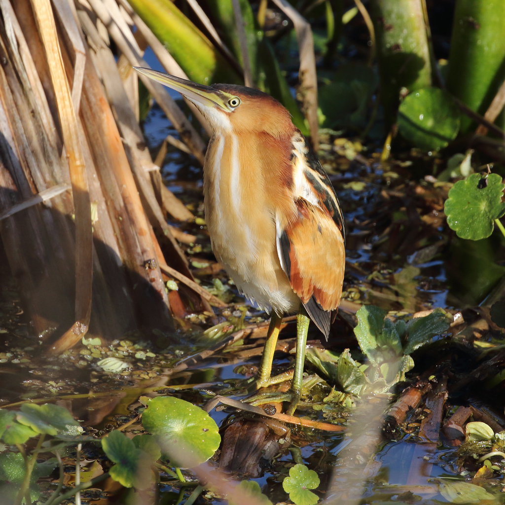 Least Bittern