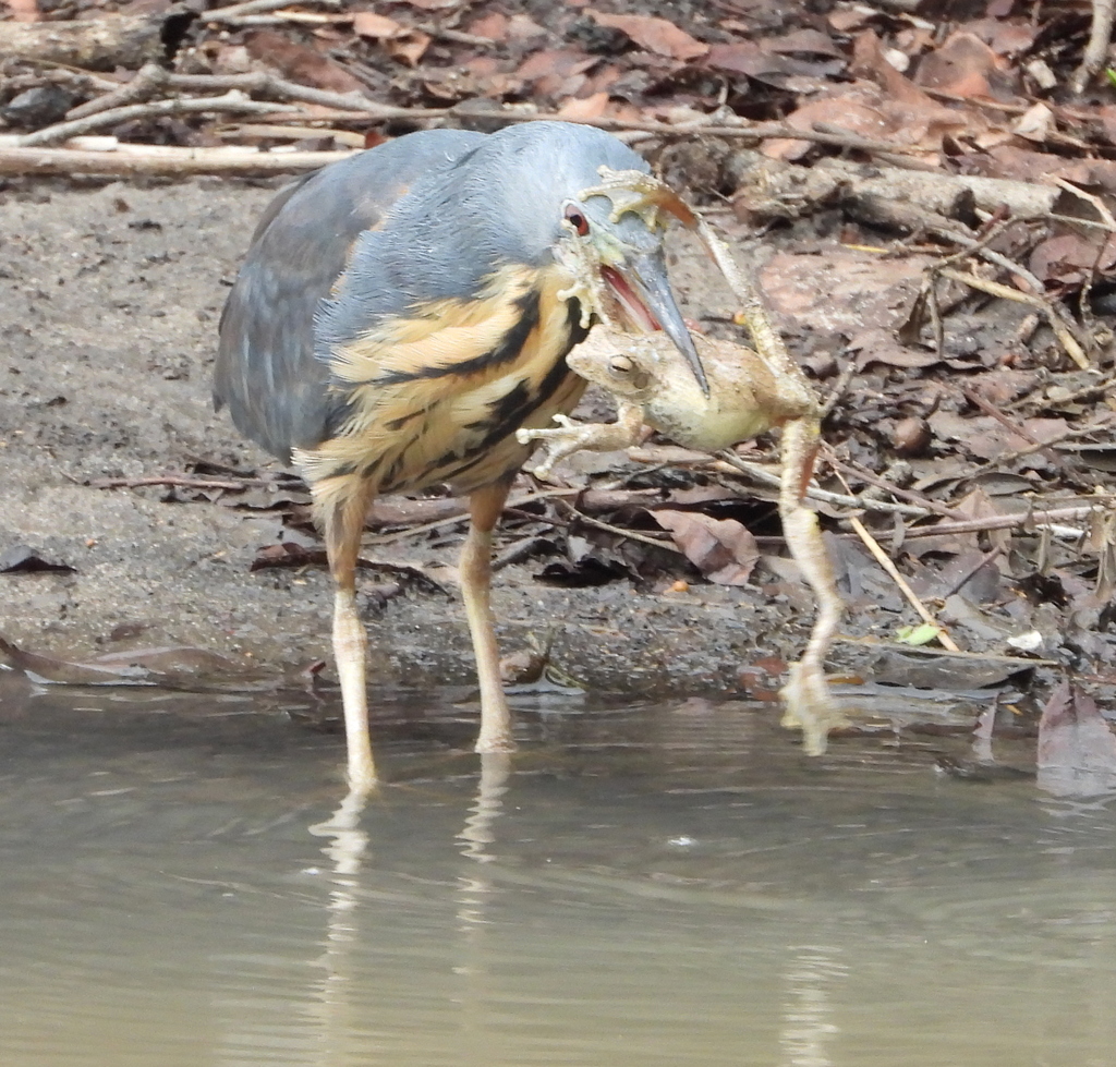 Dwarf Bittern
