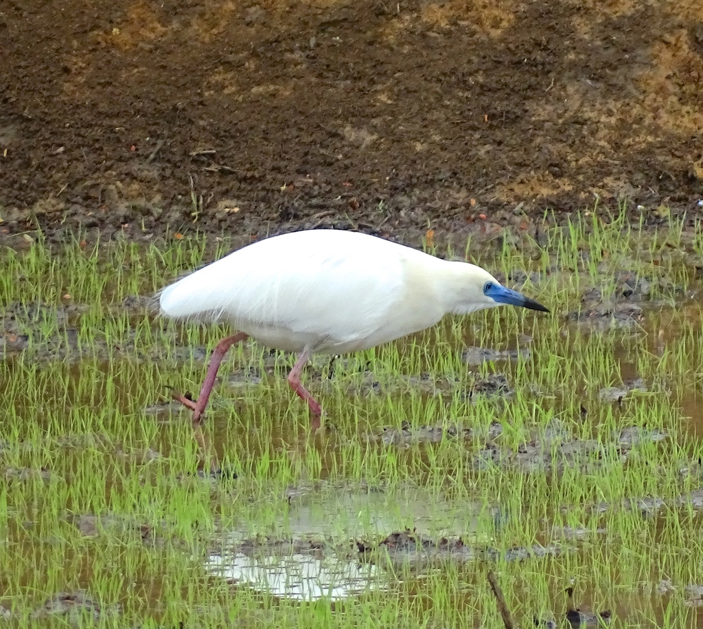 Malagasy Pond Heron