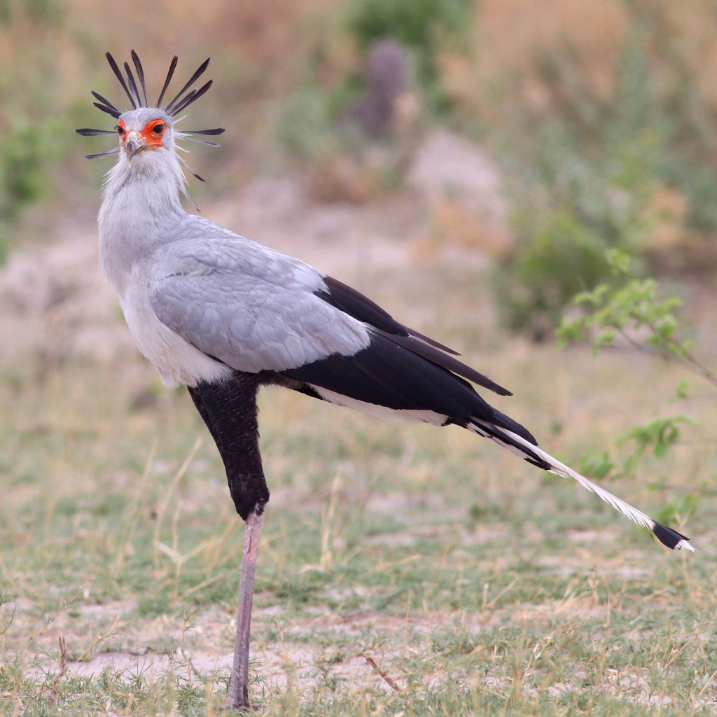 Secretarybird