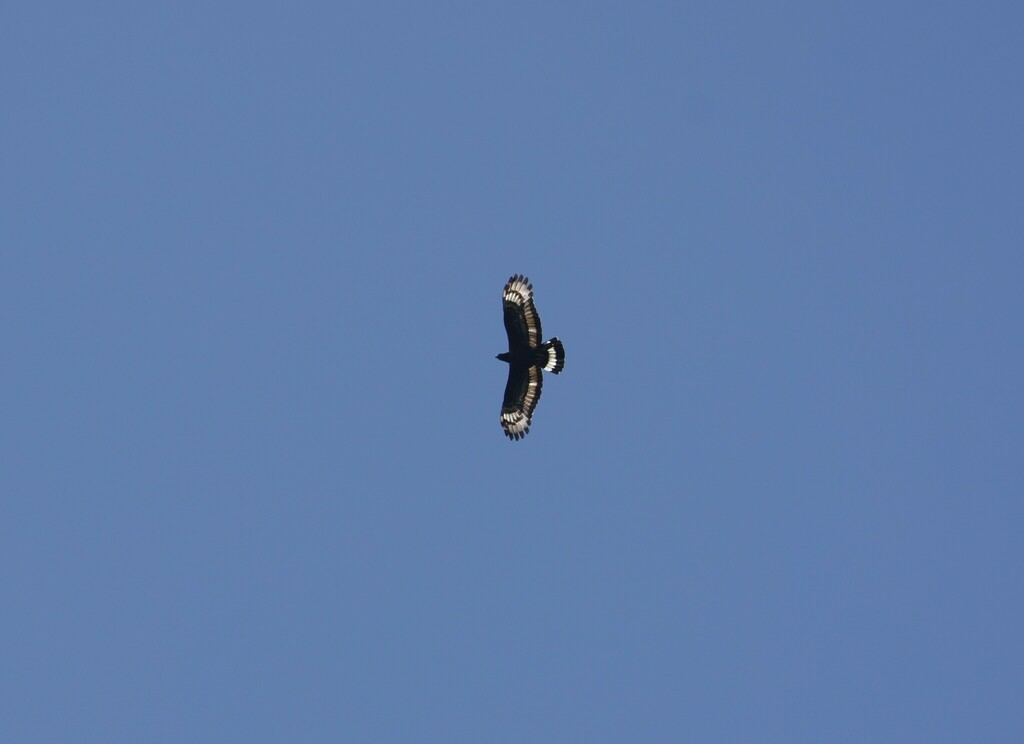 Mountain Serpent Eagle