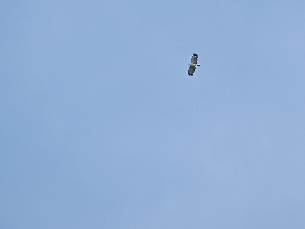 Flores Hawk-Eagle