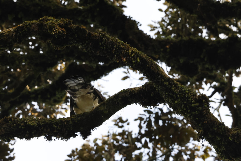 Cassin’s Hawk-Eagle