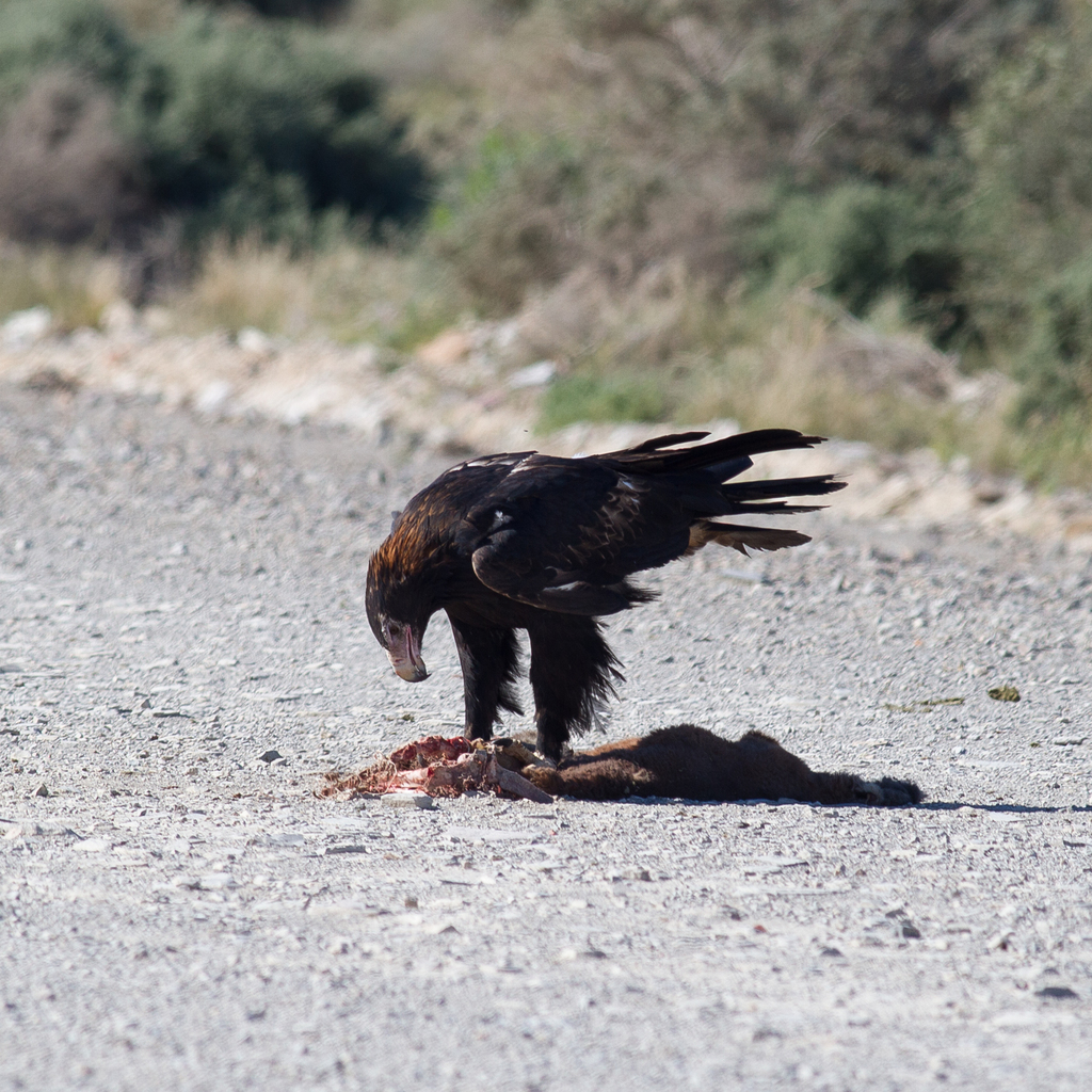 Wedge-tailed Eagle