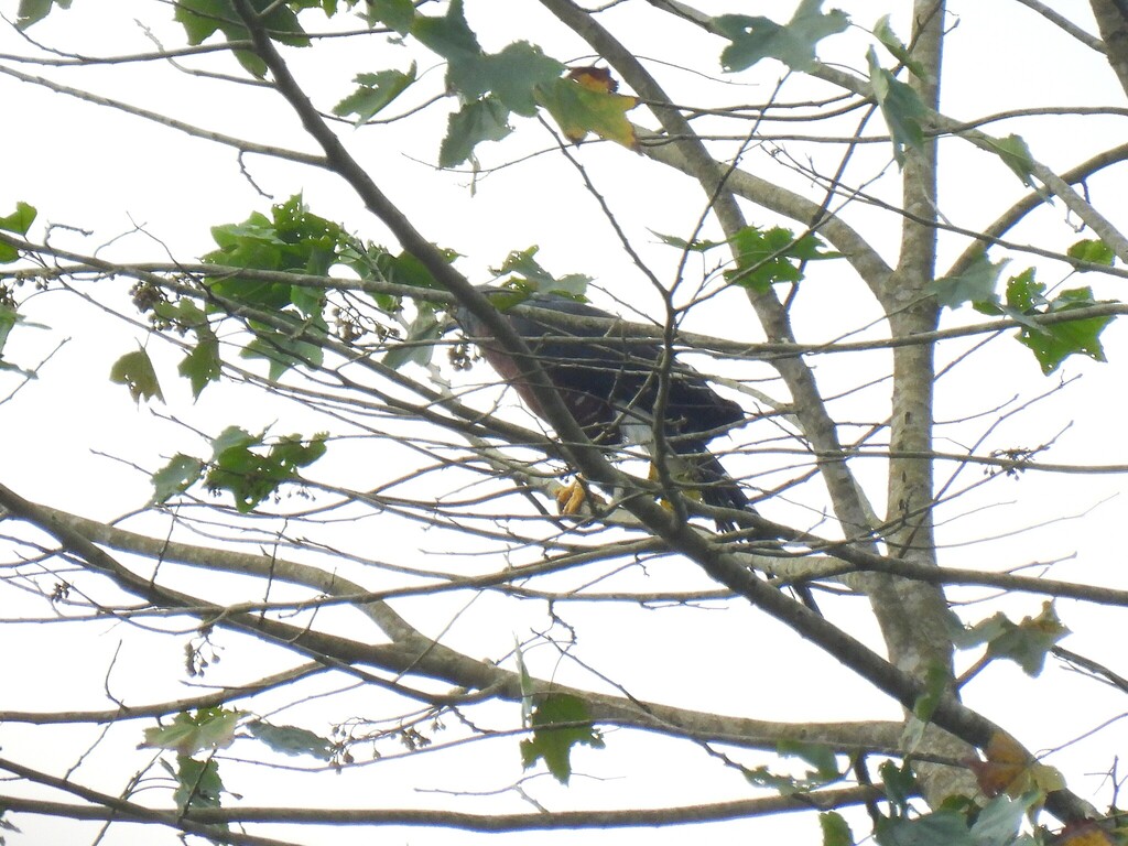 Long-tailed Hawk