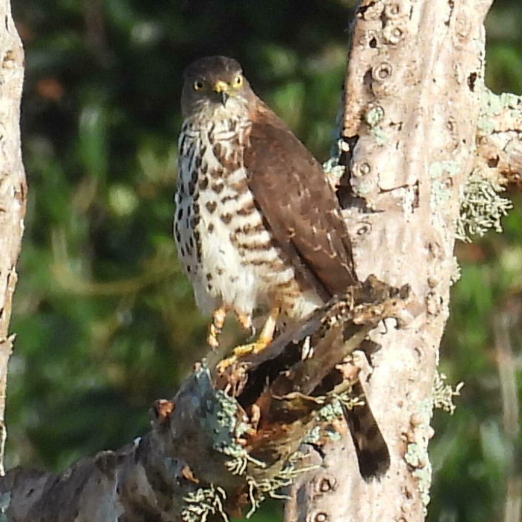 Little Sparrowhawk