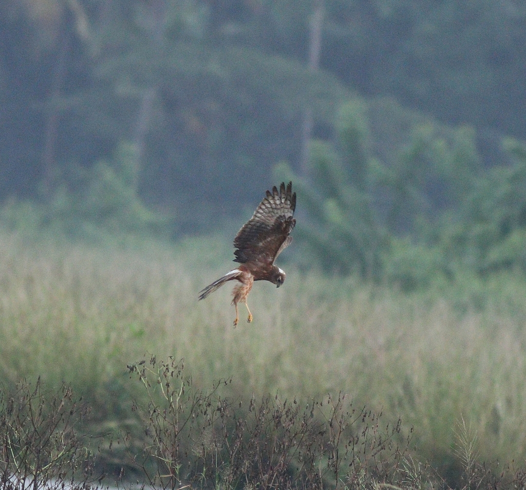 Pied Harrier