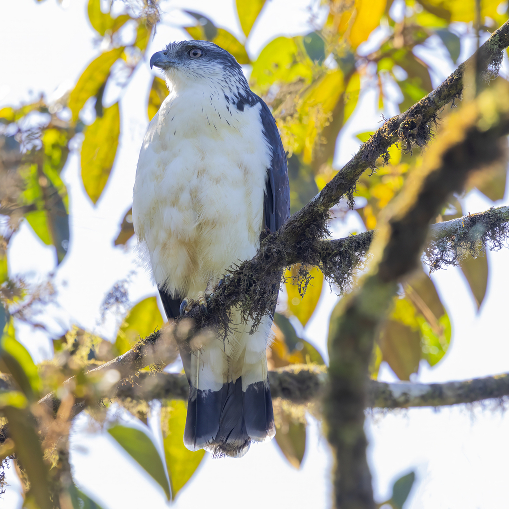 Grey-backed Hawk