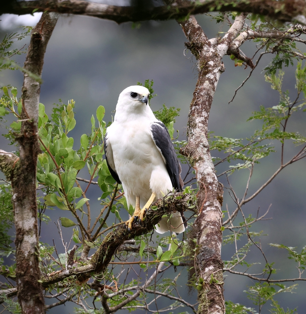 Mantled Hawk