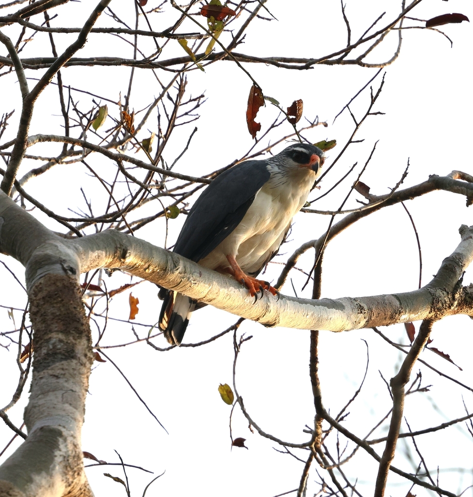 White-browed Hawk