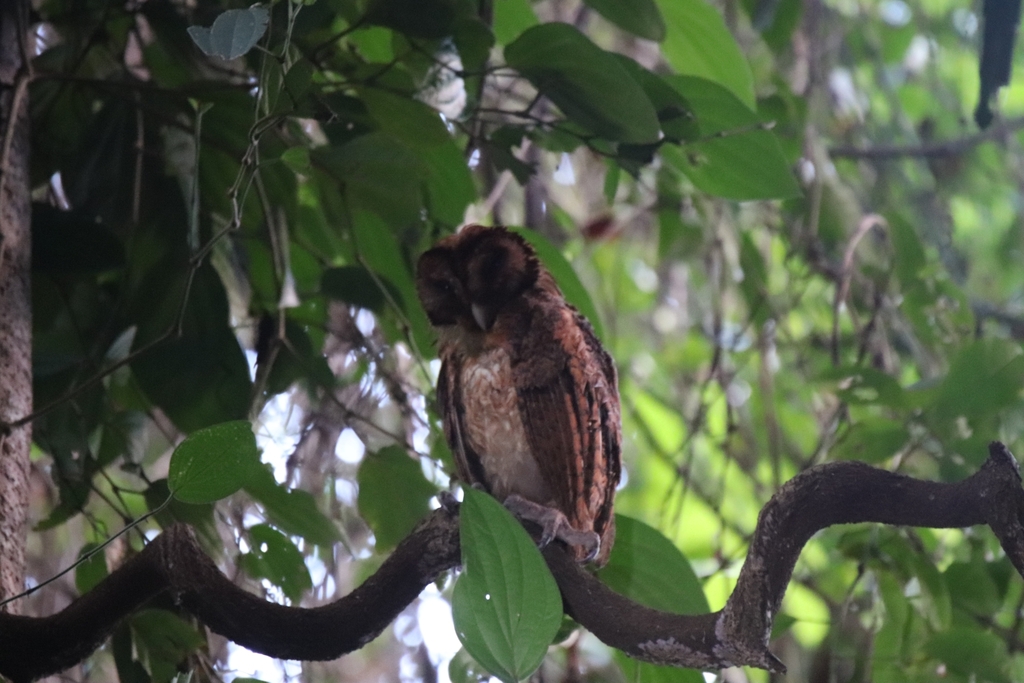 Minahasa Masked Owl