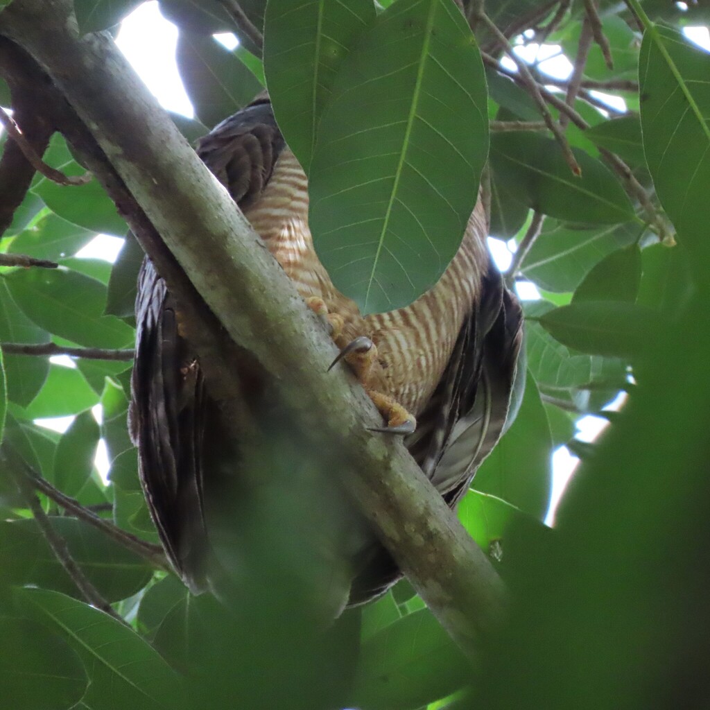 Rufous Owl
