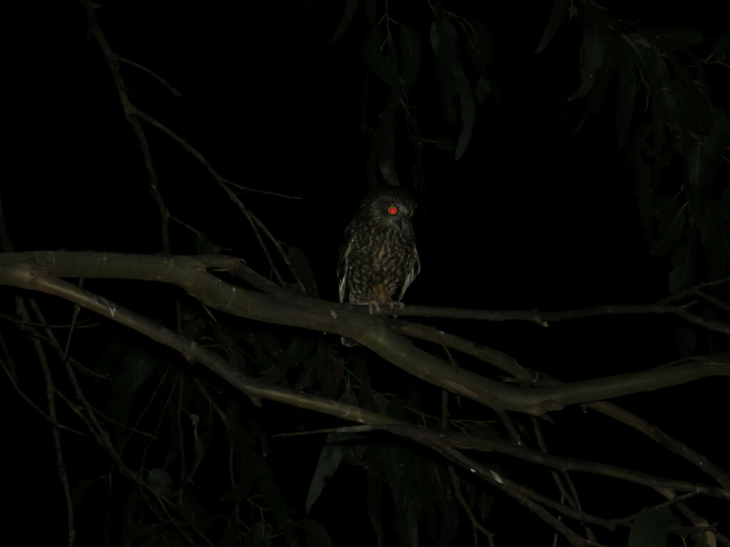 Tasmanian Boobook