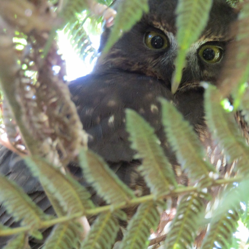 Morepork
