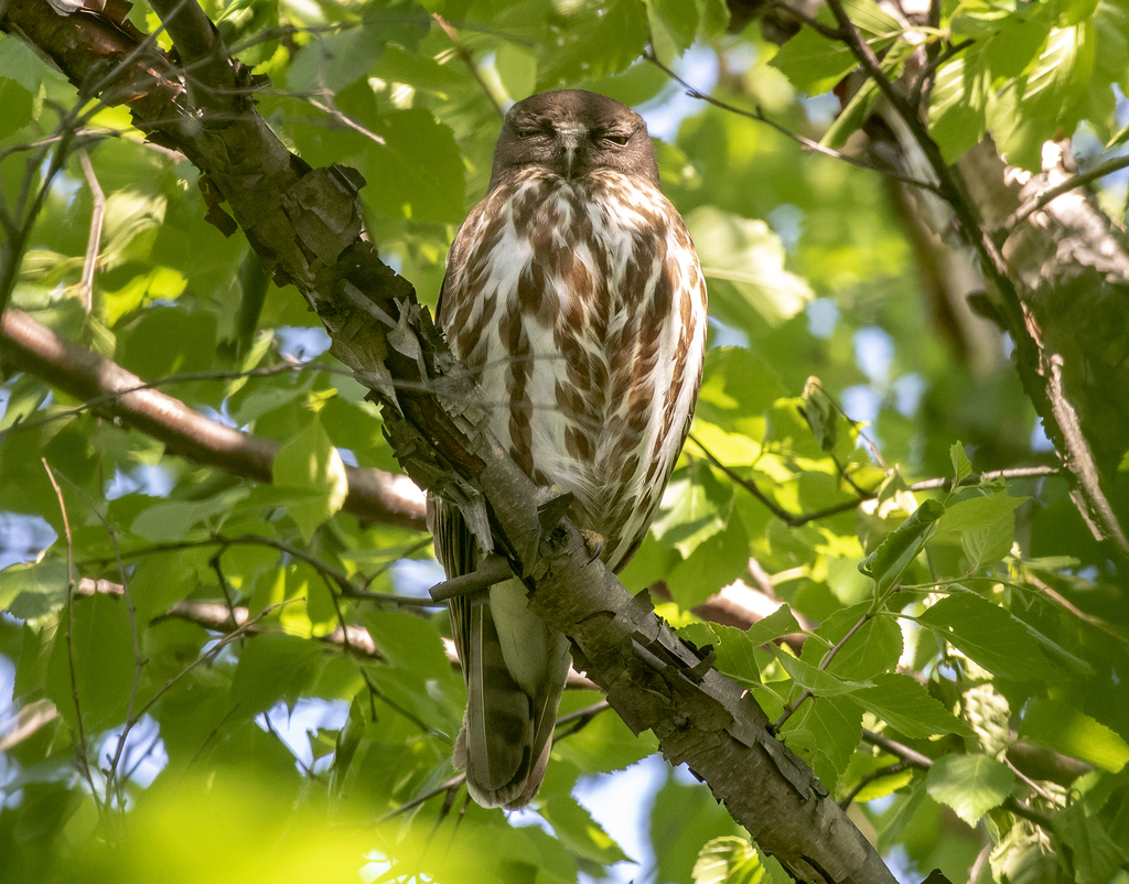 Northern Boobook