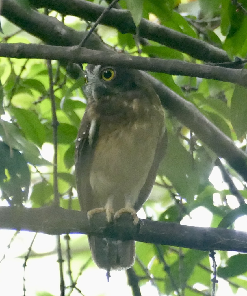 Ochre-bellied Boobook