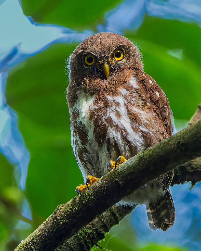 Sunda Owlet
