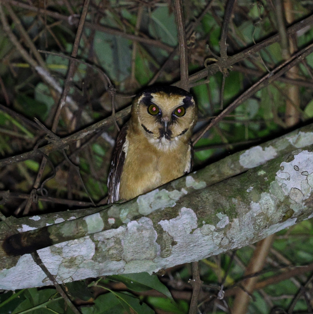 Buff-fronted Owl