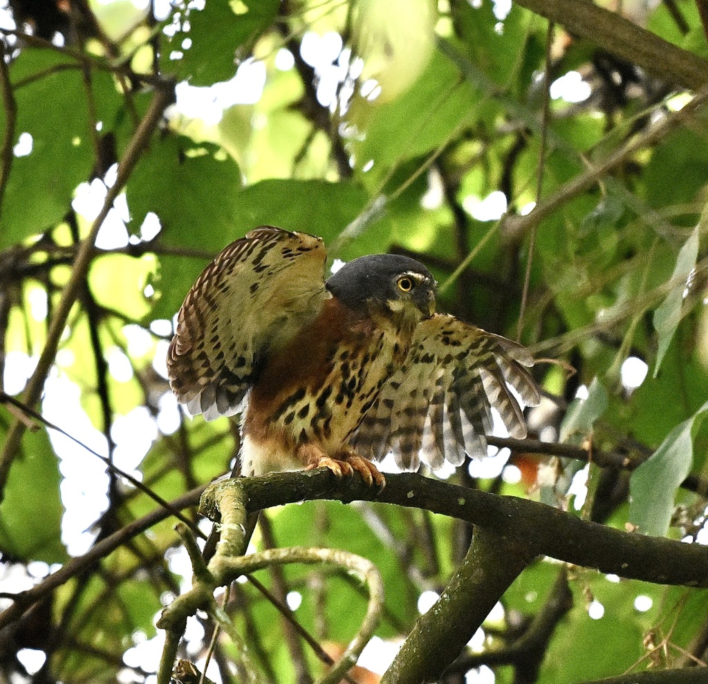 Red-chested Owlet