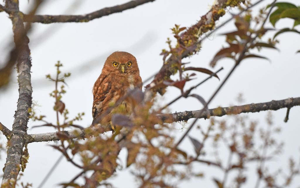 Cloud-forest Pygmy Owl