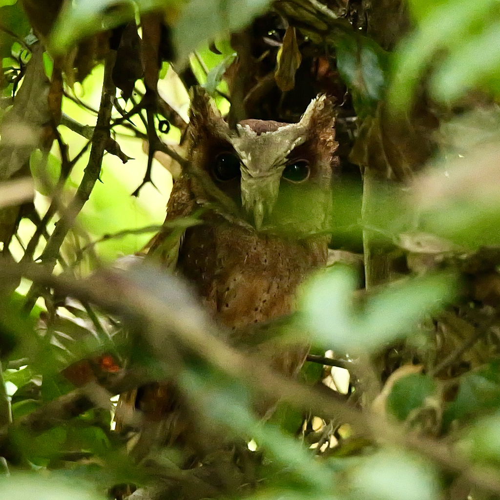 White-fronted Scops Owl