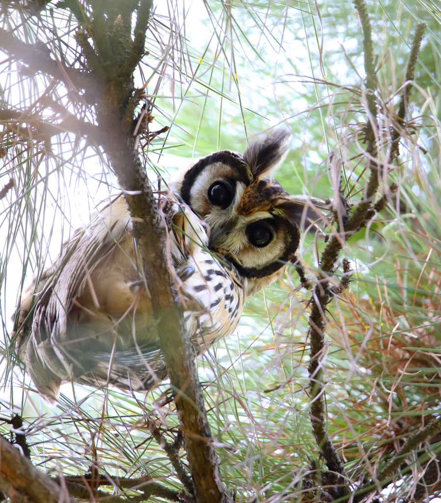 Striped Owl