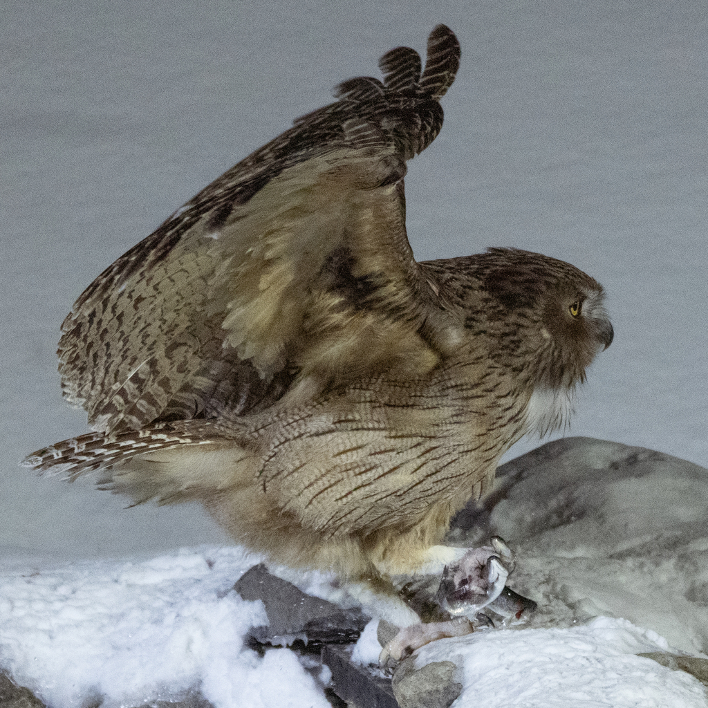 Blakiston's Fish Owl