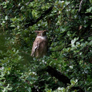 Brown Fish Owl