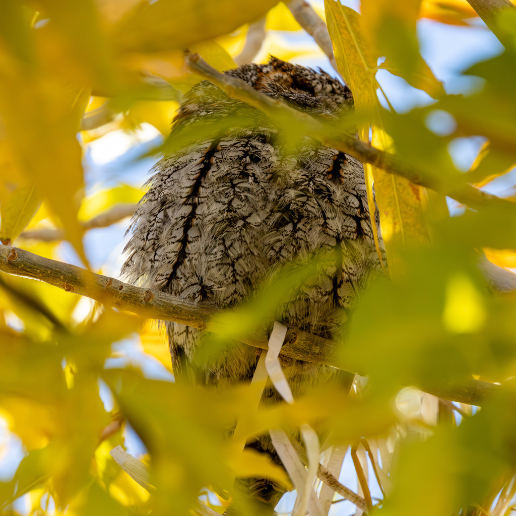 Flammulated Owl