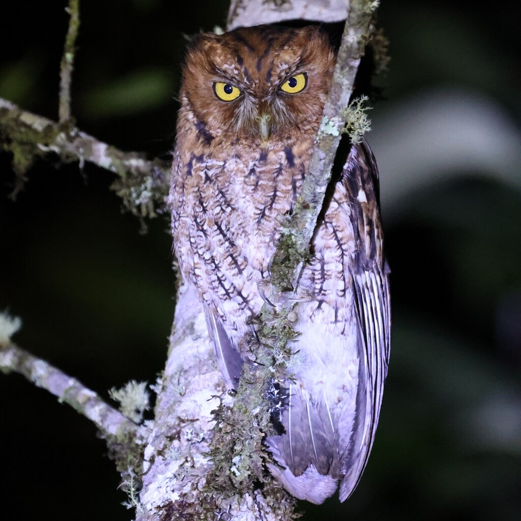 Whiskered Screech Owl