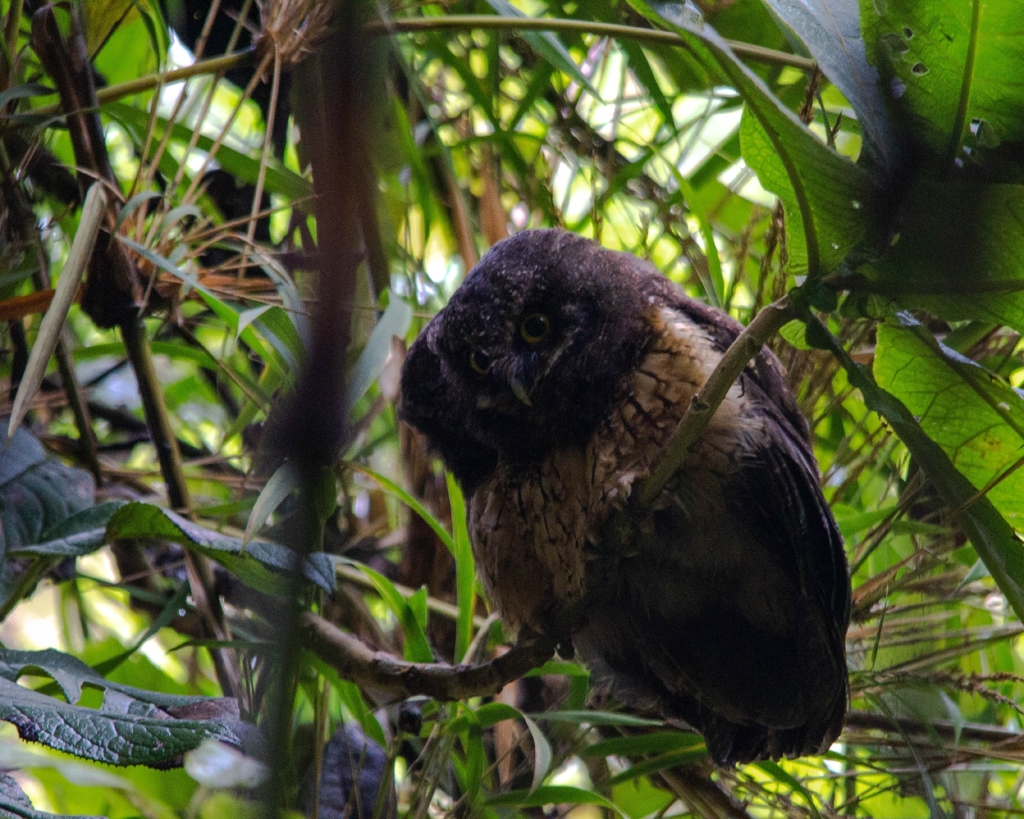 White-throated Screech Owl