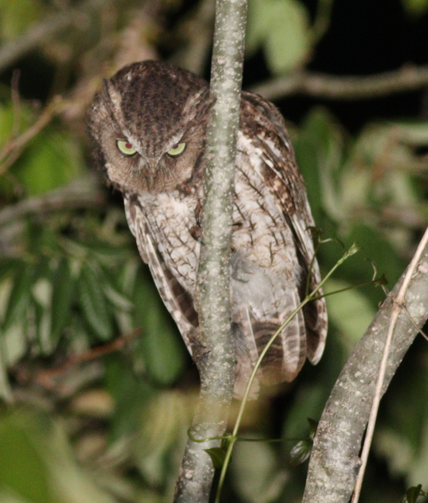 Middle American Screech Owl