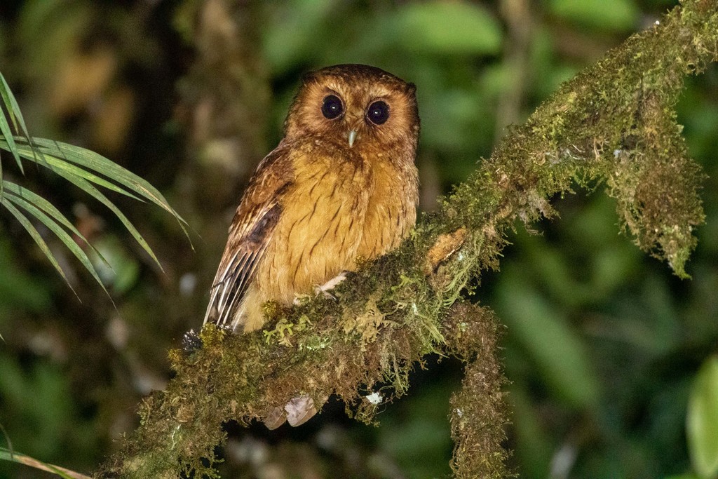 Cinnamon Screech Owl