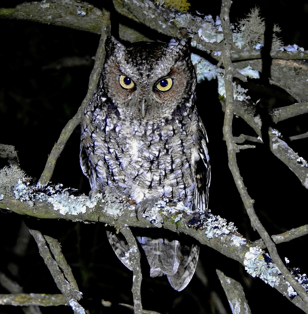 Yungas Screech Owl