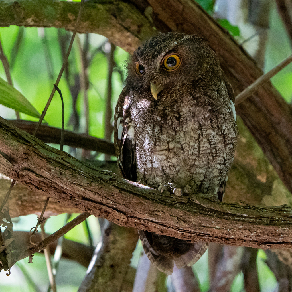 Choco Screech Owl