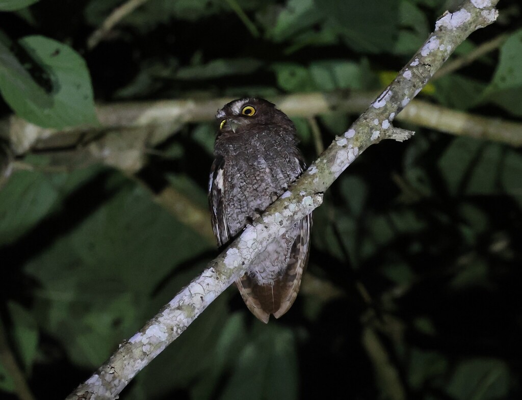 Foothill Screech Owl