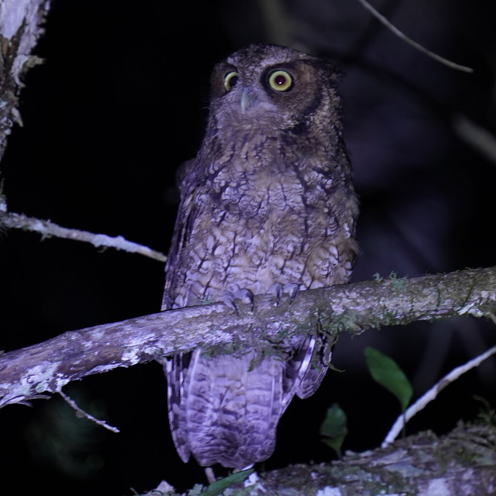 Long-tufted Screech Owl